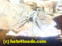 /home//u458753944/public_html/sourcegallery/////Roxborough Toad Detour/2025/2025-03-05/P3051617.JPG